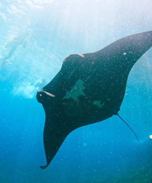 Manta snorkeling by Arthamas Express