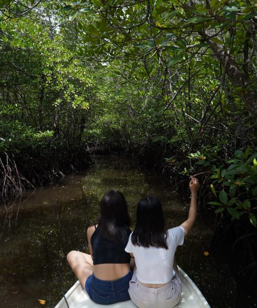 mangrove tour 1