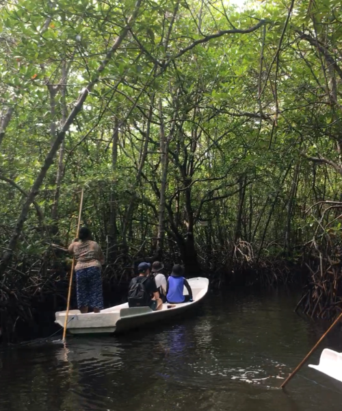 mangrove tour nusa lembongan by arthamas express