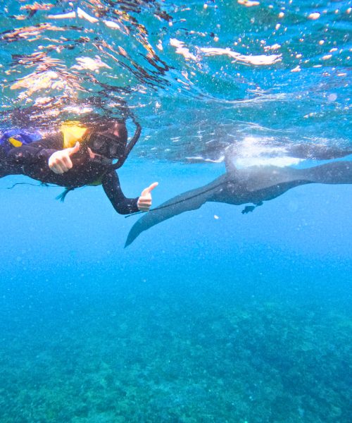 manta snorkeling in Nusa Penida by Arthamas Express